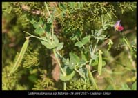 Lathyrus-oleraceus-ssp-biflorus